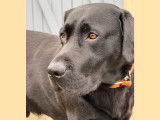 Beau Labrador mâle cherche jolie femelle pour une saillie