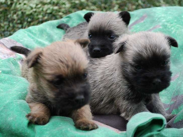 À vendre : 6 chiots Cairn Terriers LOF lilas, bleu merle ou sable bringé