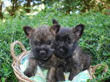 &Agrave; vendre : 6 chiots Cairn Terriers LOF lilas, bleu merle ou sable bring&eacute;