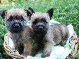 &Agrave; vendre : 6 chiots Cairn Terriers LOF lilas, bleu merle ou sable bring&eacute;