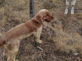 Cocker mâle fauve orangé pour saillie