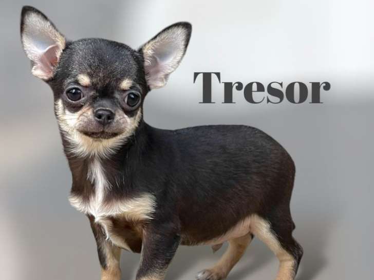 A vendre, un chiot mâle Chihuahua non LOF noir tricolore