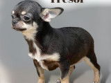 A vendre, un chiot mâle Chihuahua non LOF noir tricolore