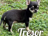 A vendre, un chiot mâle Chihuahua non LOF noir tricolore