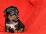 2 chiots mâles Pinschers Nains non LOF, à réserver