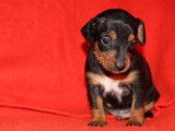 2 chiots mâles Pinschers Nains non LOF, à réserver