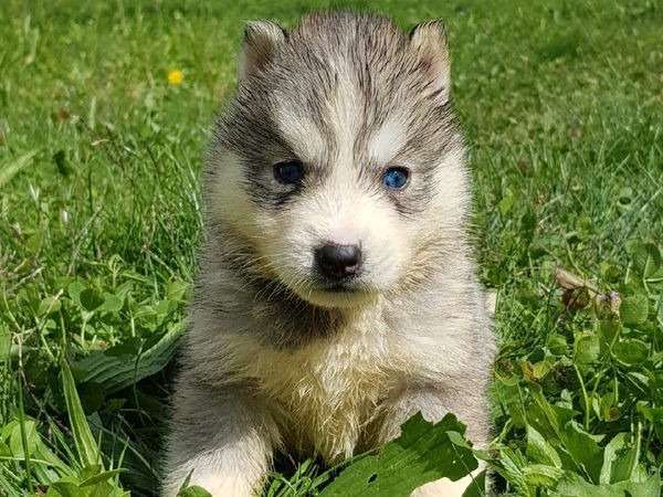 Réservation de 3 chiots Huskies Sibériens mâles (non LOF)