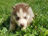 Réservation de 3 chiots Huskies Sibériens mâles (non LOF)