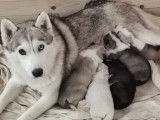 Réservation de 3 chiots Huskies Sibériens mâles (non LOF)