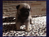 1 chiot mâle Carlin LOF, disponible à la réservation