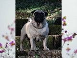 1 chiot mâle Carlin LOF, disponible à la réservation