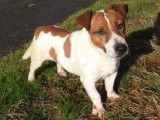 1 chien mâle Jack Russell LOF à vendre