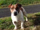 1 chien mâle Jack Russell LOF à vendre