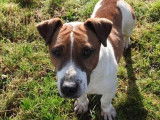1 chien mâle Jack Russell LOF à vendre