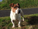 1 chien mâle Jack Russell LOF à vendre