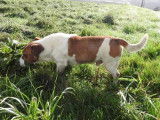 1 chien mâle Jack Russell LOF à vendre