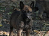 &Agrave; vendre : 3 chiots Malinois fauve charbonn&eacute; et noir (LOF)