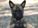 &Agrave; vendre : 3 chiots Malinois fauve charbonn&eacute; et noir (LOF)