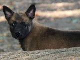 &Agrave; vendre : 3 chiots Malinois fauve charbonn&eacute; et noir (LOF)