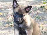 &Agrave; vendre : 3 chiots Malinois fauve charbonn&eacute; et noir (LOF)