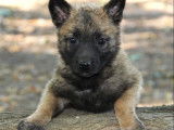 &Agrave; vendre : 3 chiots Malinois fauve charbonn&eacute; et noir (LOF)