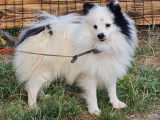 Chiots Spitz