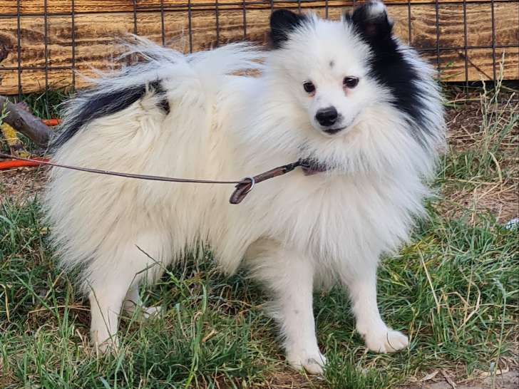 Chiots Spitz