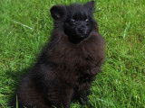 Chiots Spitz