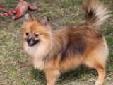 Chiots Spitz