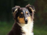 Vente d’un chiot Berger des Shetland mâle tricolore (LOF)