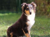 Vente d’un chiot Berger des Shetland mâle tricolore (LOF)