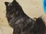 À vendre : une chienne Spitz merle tricolore de 2 ans et demi (non LOF)