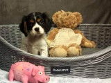 À vendre : un chiot Cavalier King Charles tricolore mâle (non LOF)