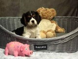 À vendre : un chiot Cavalier King Charles tricolore mâle (non LOF)