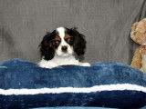 À vendre : un chiot Cavalier King Charles tricolore mâle (non LOF)