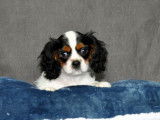 À vendre : un chiot Cavalier King Charles tricolore mâle (non LOF)