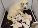 11 chiots Golden Retrievers LOF à réserver