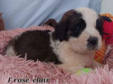 10 chiots Saint-Bernards non LOF à la réservation