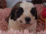 10 chiots Saint-Bernards non LOF à la réservation