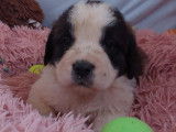 10 chiots Saint-Bernards non LOF à la réservation