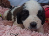 10 chiots Saint-Bernards non LOF à la réservation