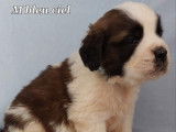 10 chiots Saint-Bernards non LOF à la réservation