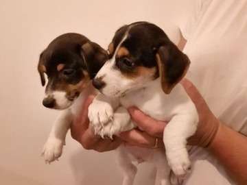 3 chiots Jack Russell Terriers à acheter (non LOF)