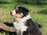 4 chiots Bergers Australiens tricolores à la réservation non LOF