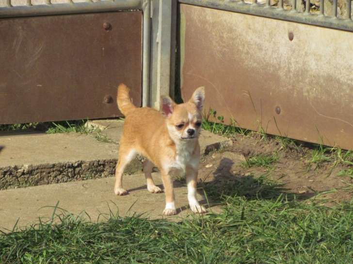 Disponible une chienne adulte Chihuahua bicolore LOF