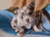 Un chiot femelle Chihuahua merle à réserver (non LOF)