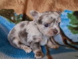 Un chiot femelle Chihuahua merle à réserver (non LOF)