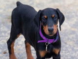 Chiot Dobermann m&acirc;le noir et feu non LOF disponible &agrave; la vente