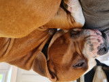 Donne adorable Amstaff