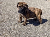 Chiot Bullmastiff mâle à vendre